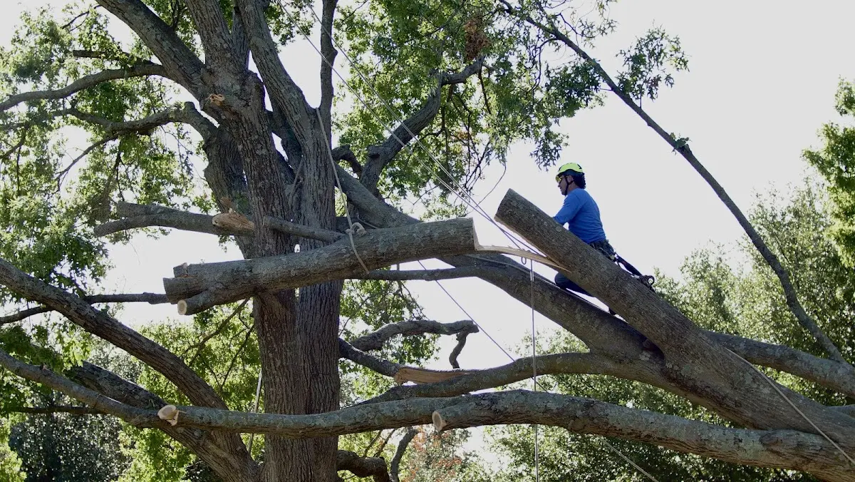 Professional Crown Thinning performed by certified arborists in Pittsboro