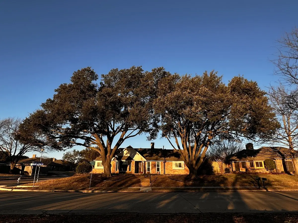 Established residential canopy tree shading a home in Pittsboro